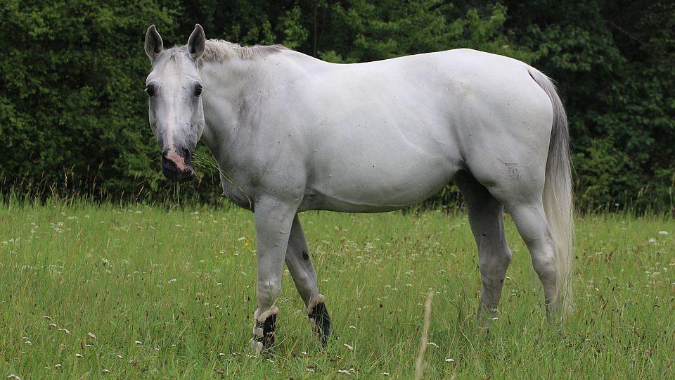 Za rok přibylo v České republice tři tisíce koní. Je jich téměř 105 tisíc